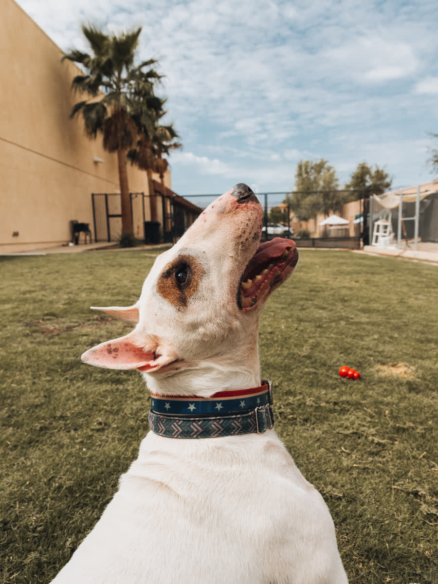 Bull terrier looking upward with palm trees and blue sky behind